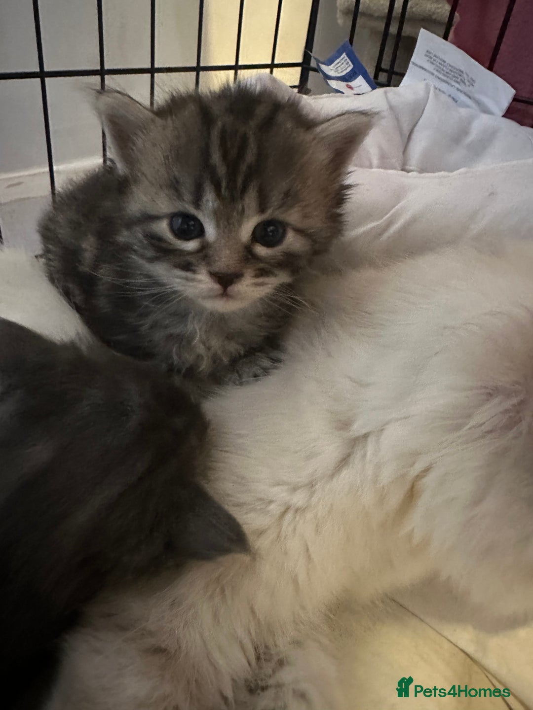 Mixed Breed cats for sale: Siberian x maincoon ready 5th november - Image 8