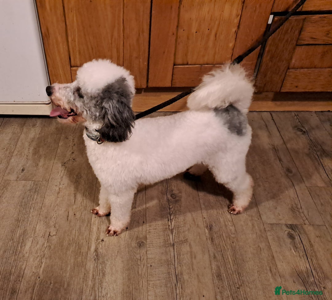 Toy Poodle dogs for stud: Kc Toy Poodle For Stud, proven and experienced  in Saint Austell - Image 1