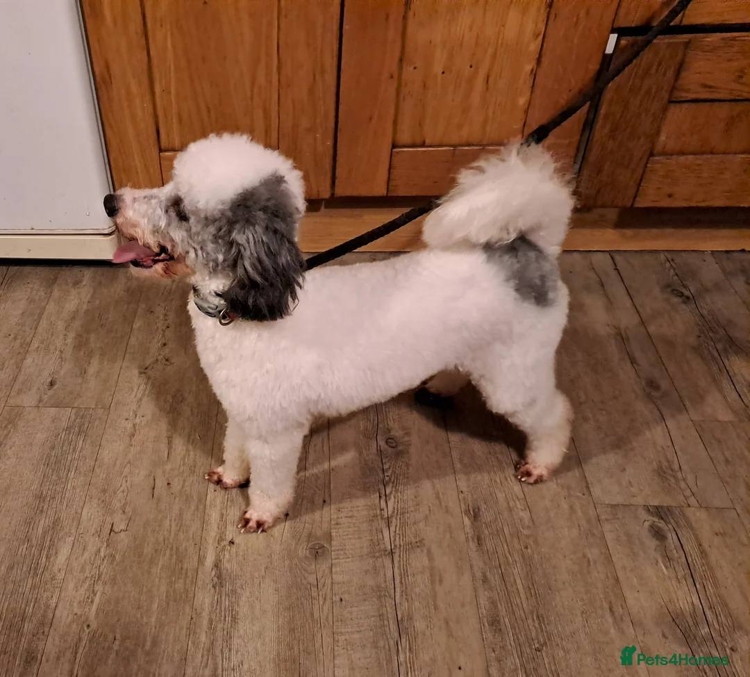 Toy Poodle dogs for stud: Kc Toy Poodle For Stud, proven and experienced  in Saint Austell - Advert 1