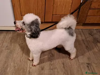 Toy Poodle dogs Kc Toy Poodle For Stud, proven and experienced in Saint Austell - Advert 10