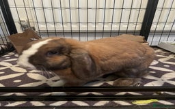 Mini Lop rabbits for sale: Blue eyed boy Buddy - Image 1