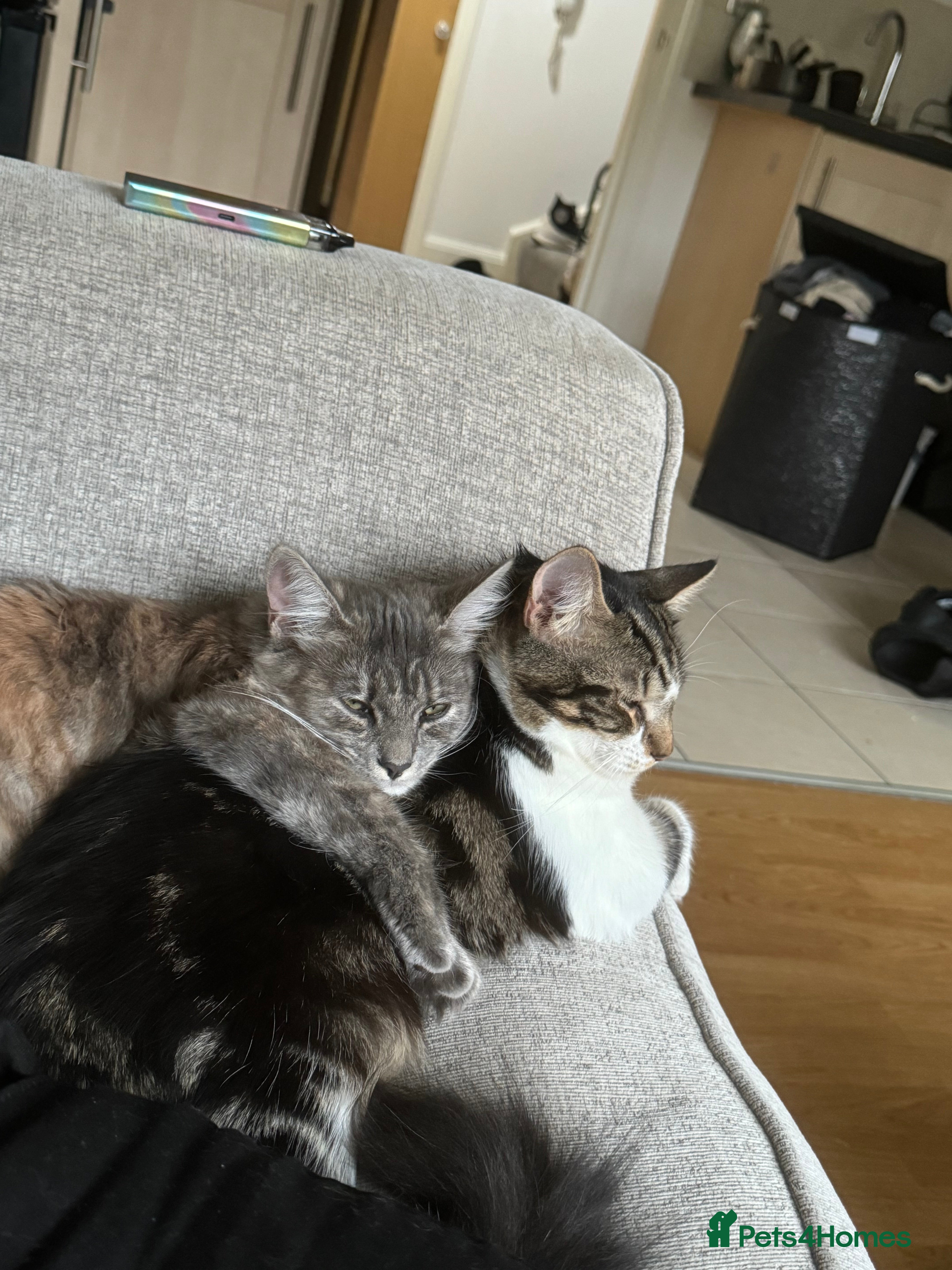 Mixed Breed cats Free rehoming  - Advert 1