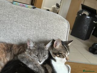 Mixed Breed cats Free rehoming - Advert 13