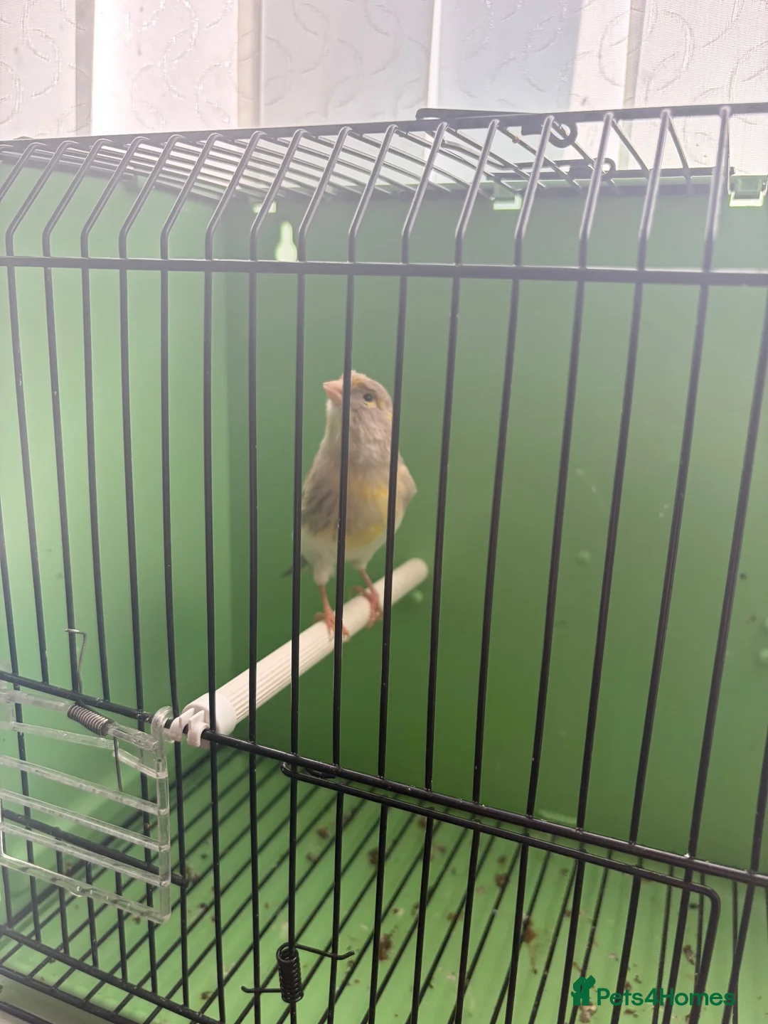 Canaries birds for sale: Canaries  - Advert 34