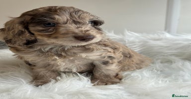 Cockapoo dogs - Advert 4