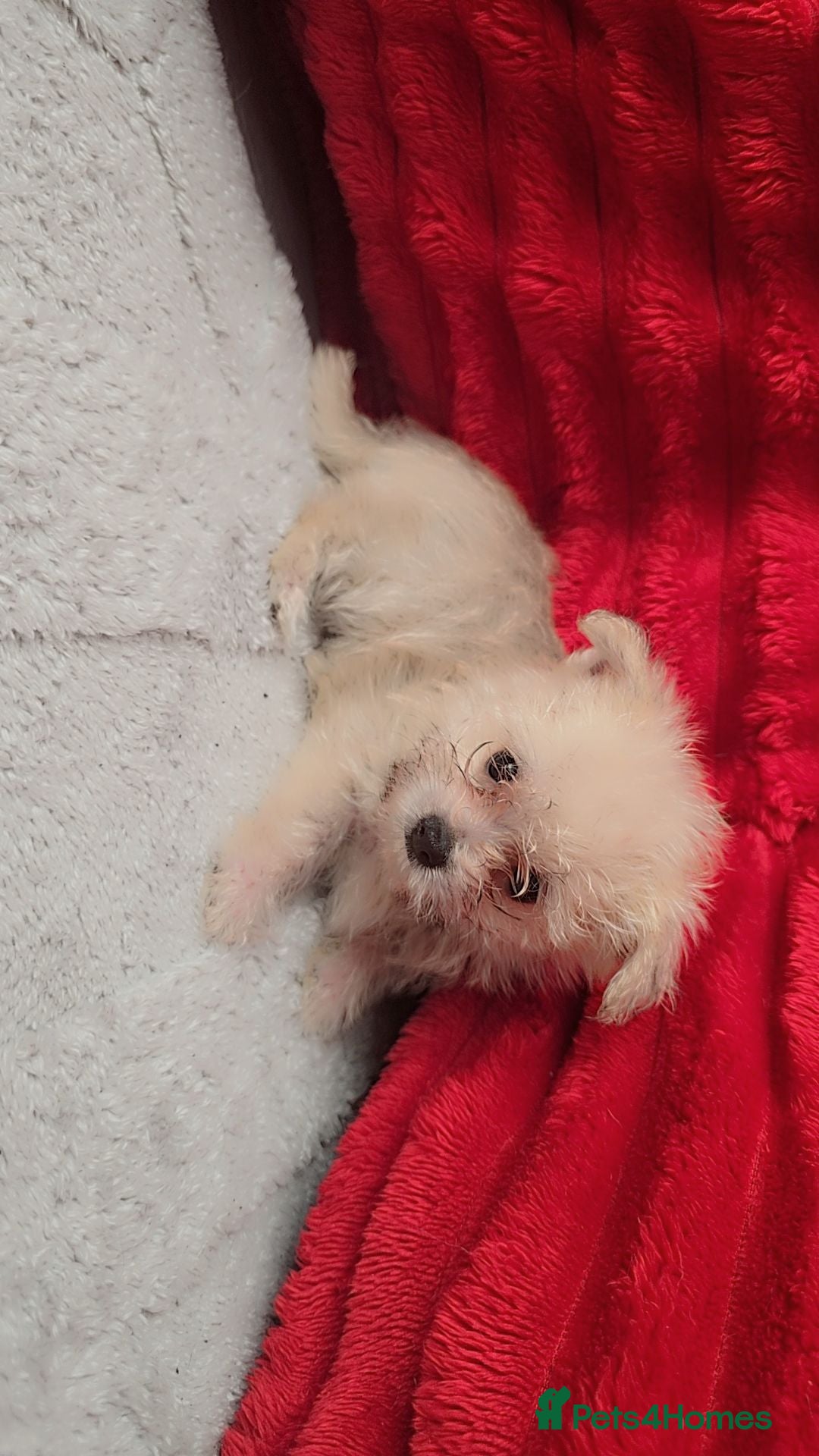 Mixed Breed dogs 2 pom yorkies  - Advert 21