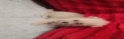 Mixed Breed dogs for sale: 2 pom yorkies  - Advert 8