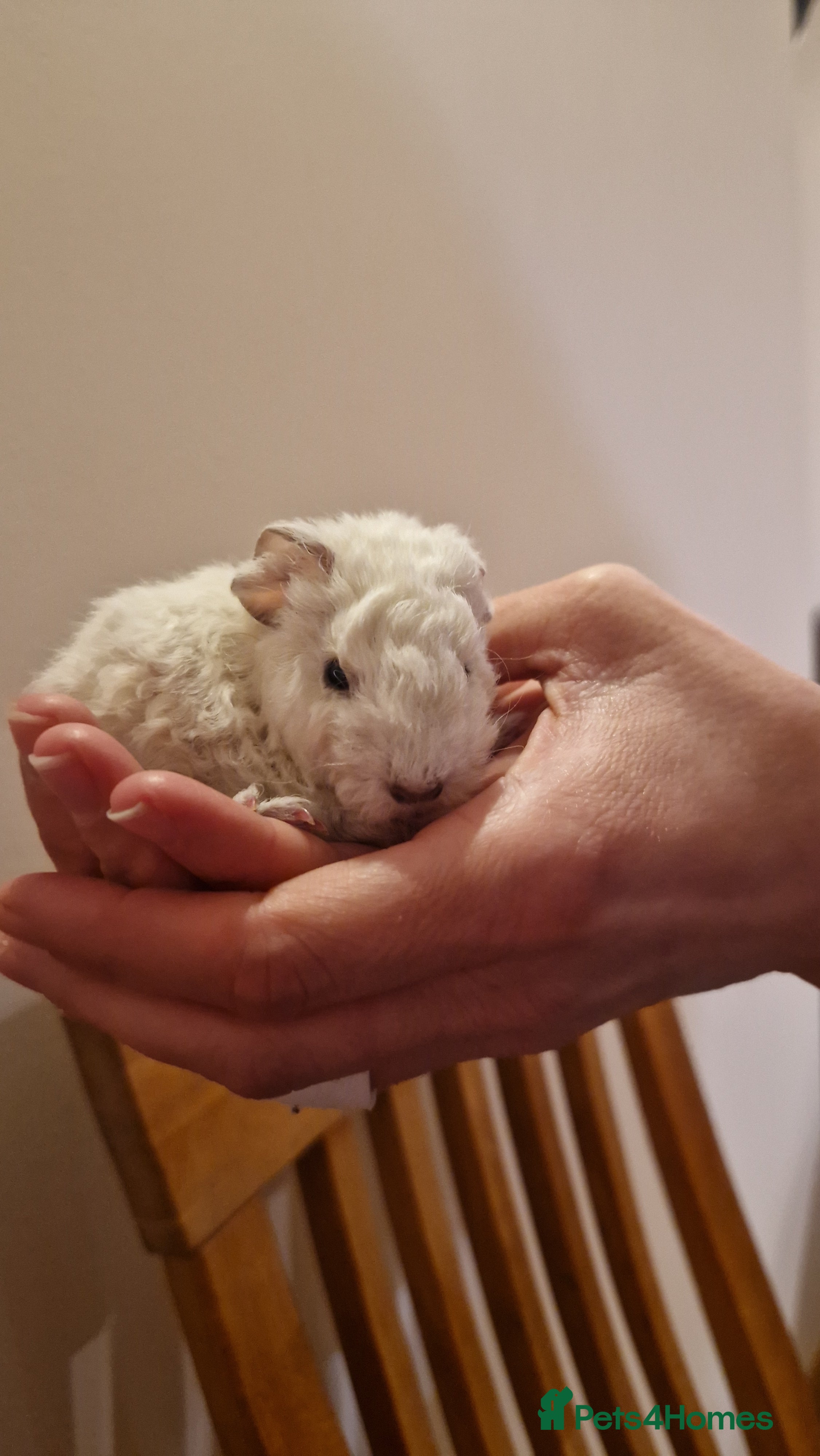Guinea Pig rodents Pure Teddy Guine Pigs born 21st Feb 2026 - Advert 5