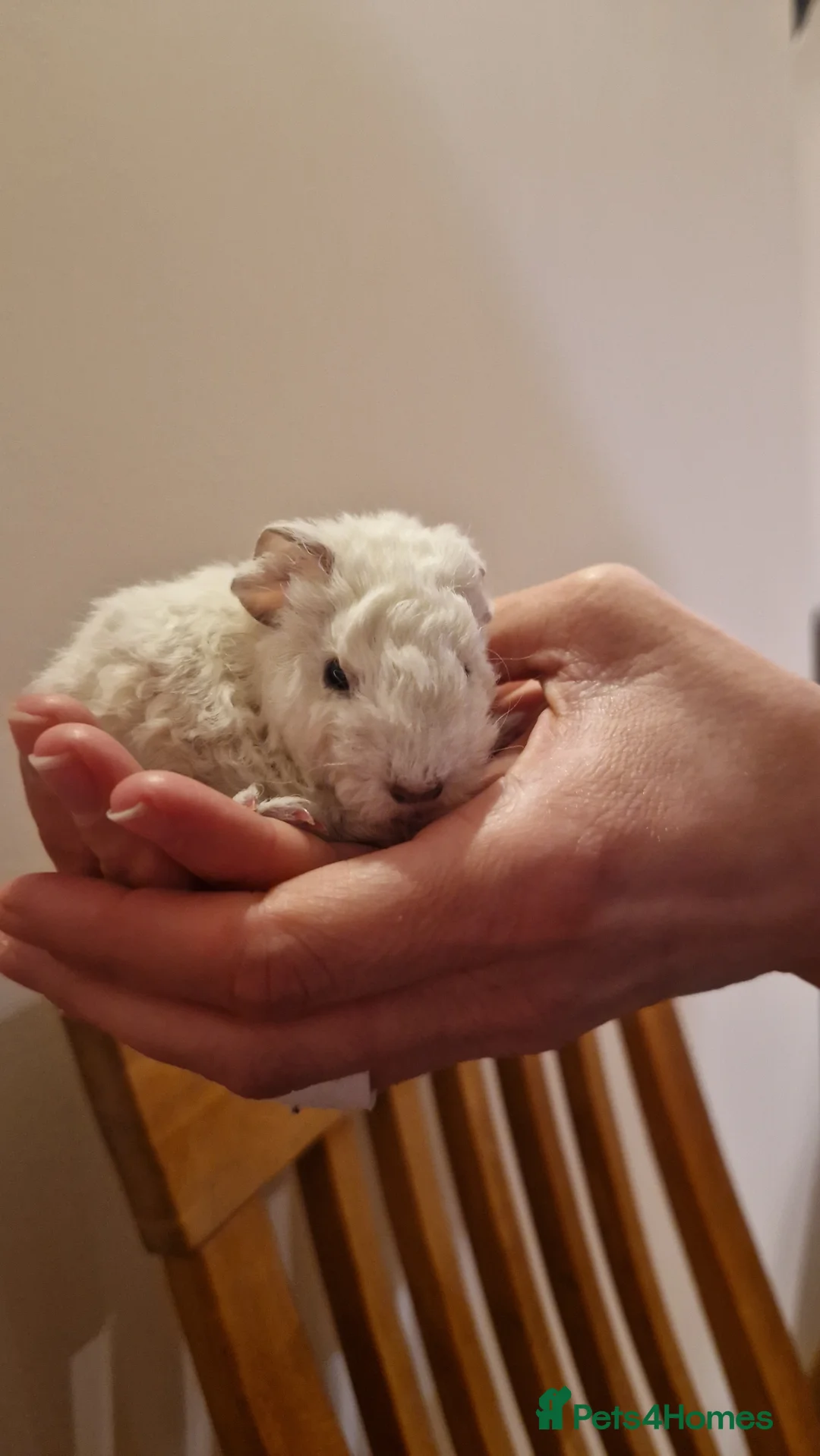 Guinea Pig rodents for sale: Pure Teddy Guinea Pigs born 21st Feb 2026 - Advert 1