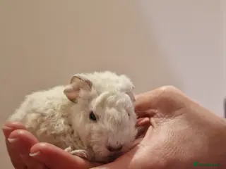 Guinea Pig rodents Pure Teddy Guinea Pigs born 21st Feb 2026 - Advert 8