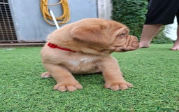 Dogue De Bordeaux dogs for sale: Dogue de Bordeaux pups  - Image 11