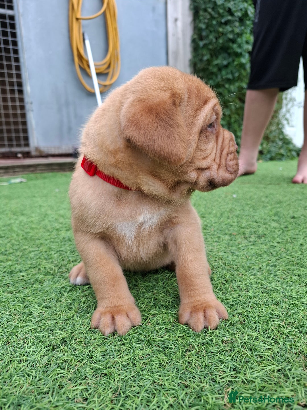 Dogue De Bordeaux dogs for sale: Dogue de Bordeaux pups  - Image 11