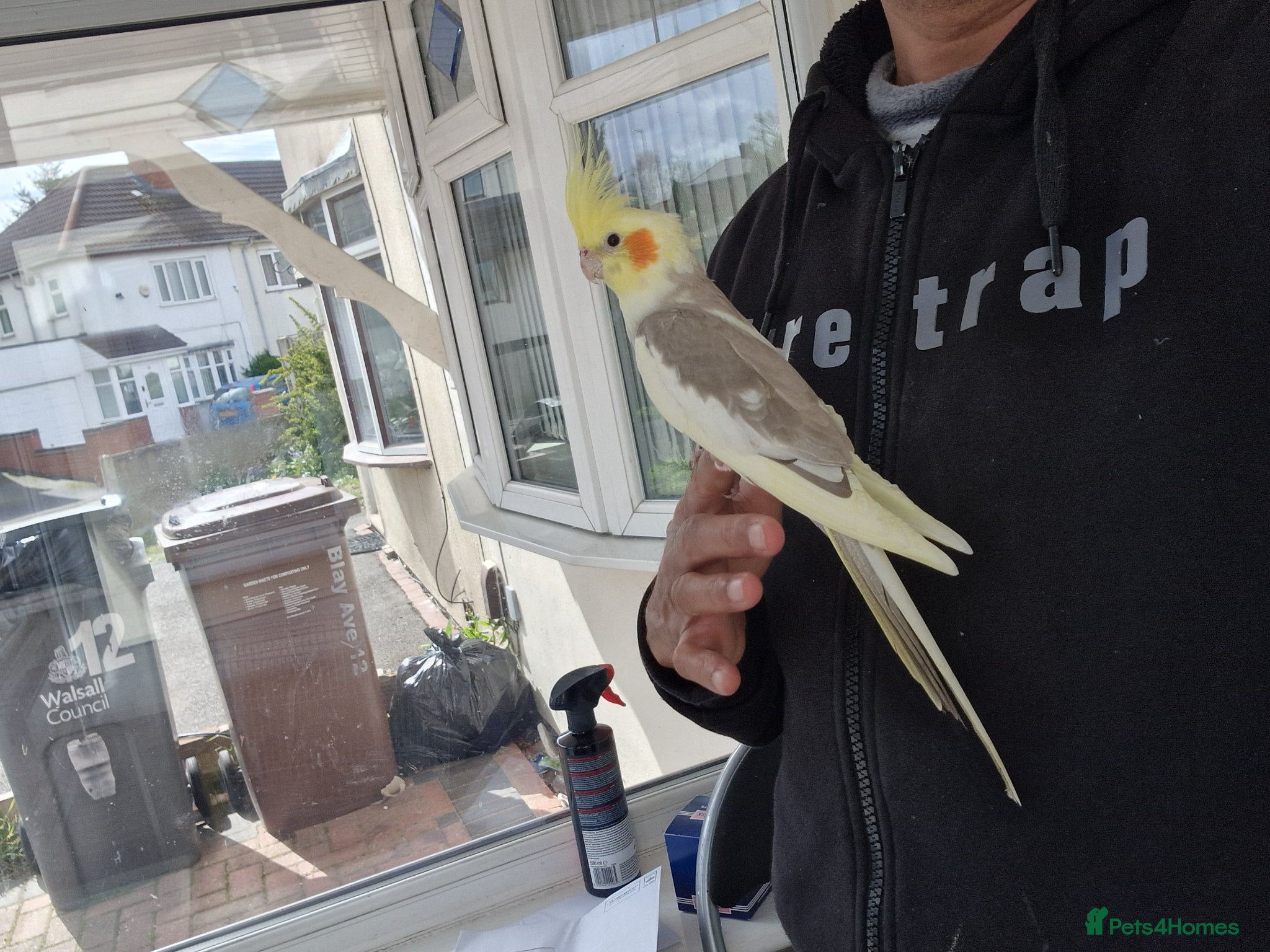 Cockatiels birds Super Hand Tamed cockatiel for sale  - Advert 4