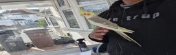Cockatiels birds for sale: Super Hand Tamed cockatiel for sale  - Advert 19
