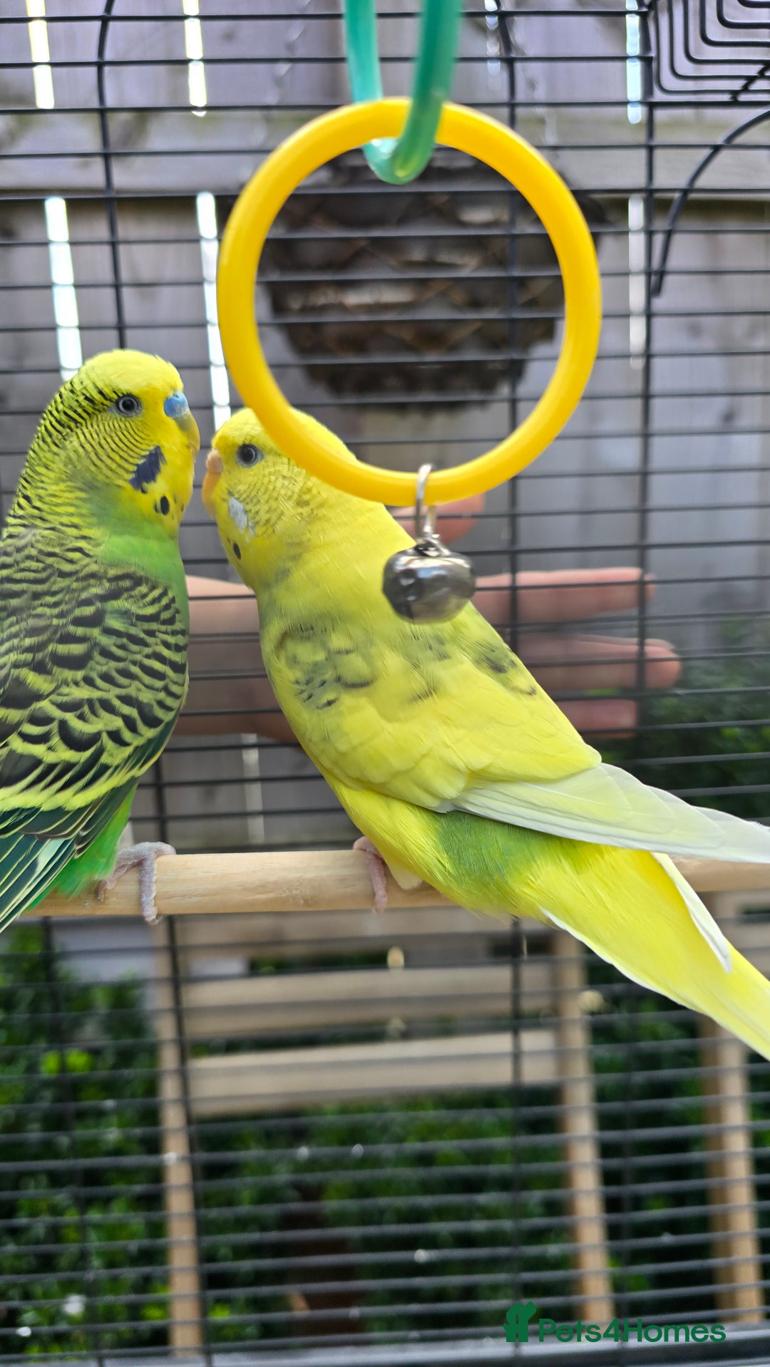 Budgerigars birds for sale: 2 coupled budgies+ cage - Image 3