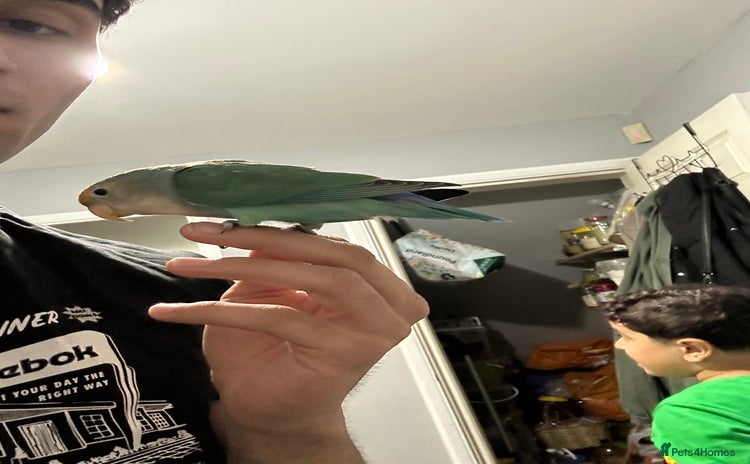 Lovebirds birds - Advert 2