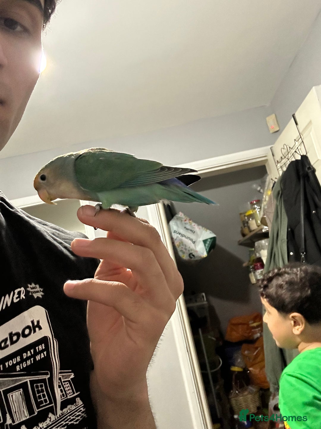 Lovebirds birds for sale: Lovebirds and Budgies for sale  - Image 1