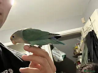 Lovebirds birds Lovebirds and Budgies for sale - Advert 17