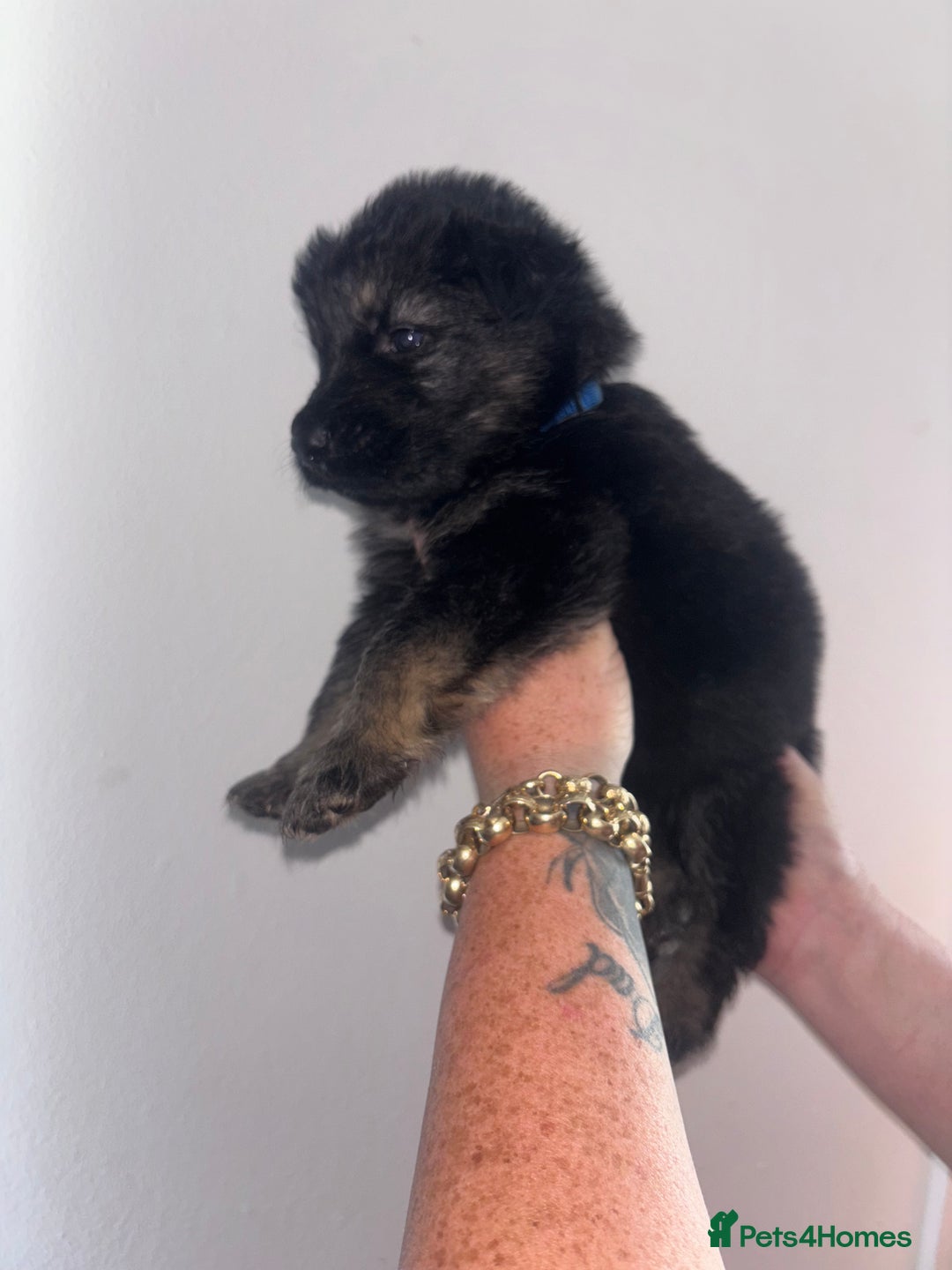 German Shepherd dogs for sale: Beautiful German Shepard puppies - Image 2