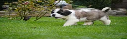 Saint Bernard dogs for sale: Outstanding St Bernard puppies for sale  - Advert 12