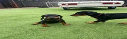 Dobermann dogs for sale: European Doberman puppies 3 available!! - Advert 10