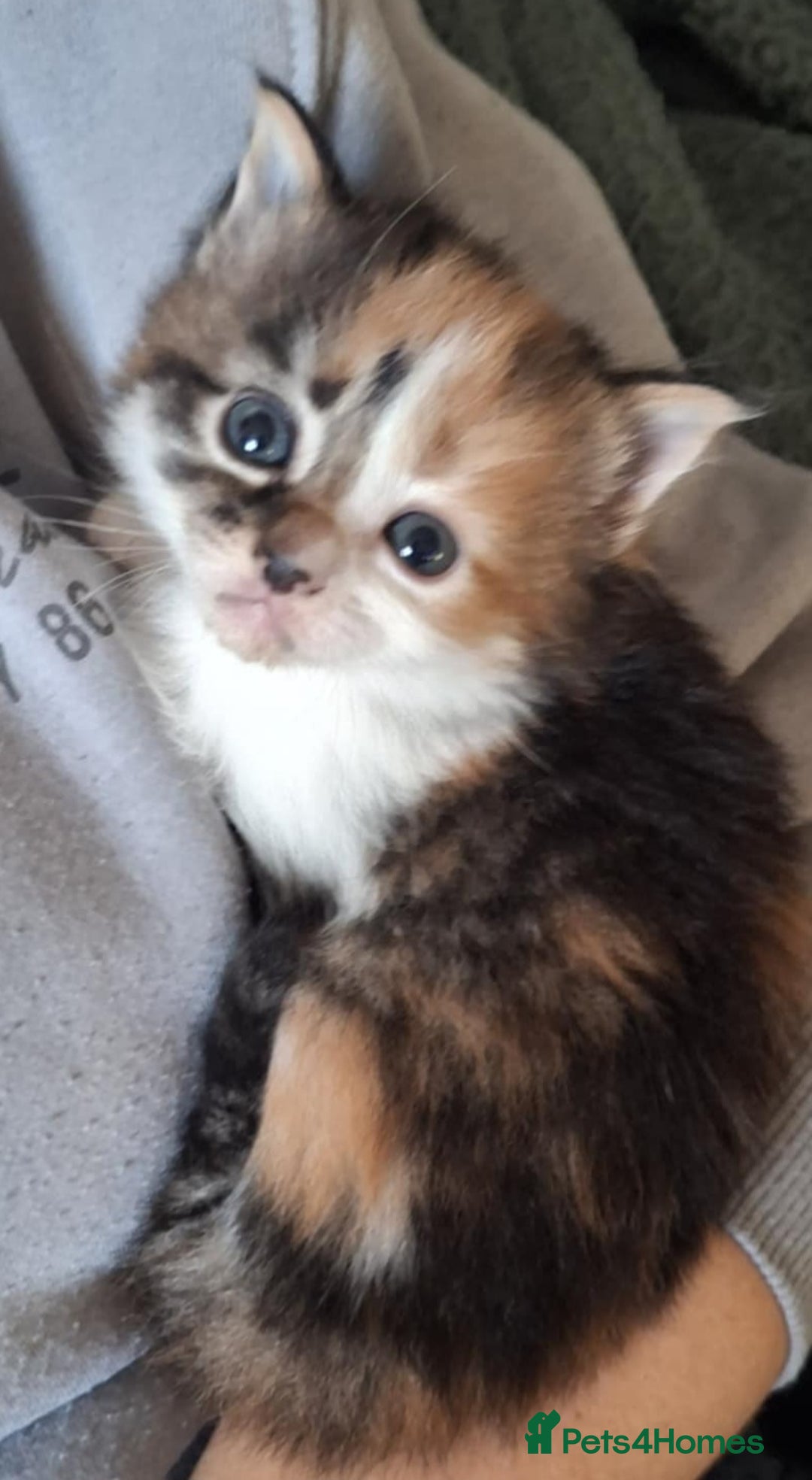 Mixed Breed cats for sale: 3 fluffy kittens - Advert 27