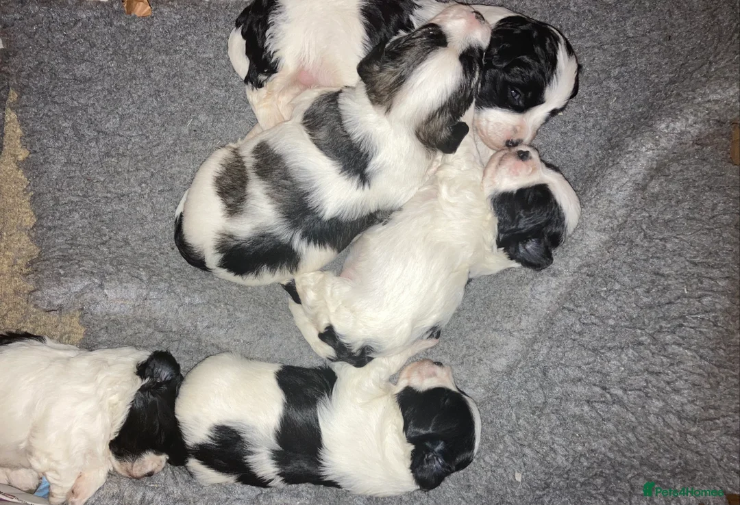 Toy Poodle dogs for stud: Stunning Maltese at STUD in Coventry - Advert 22