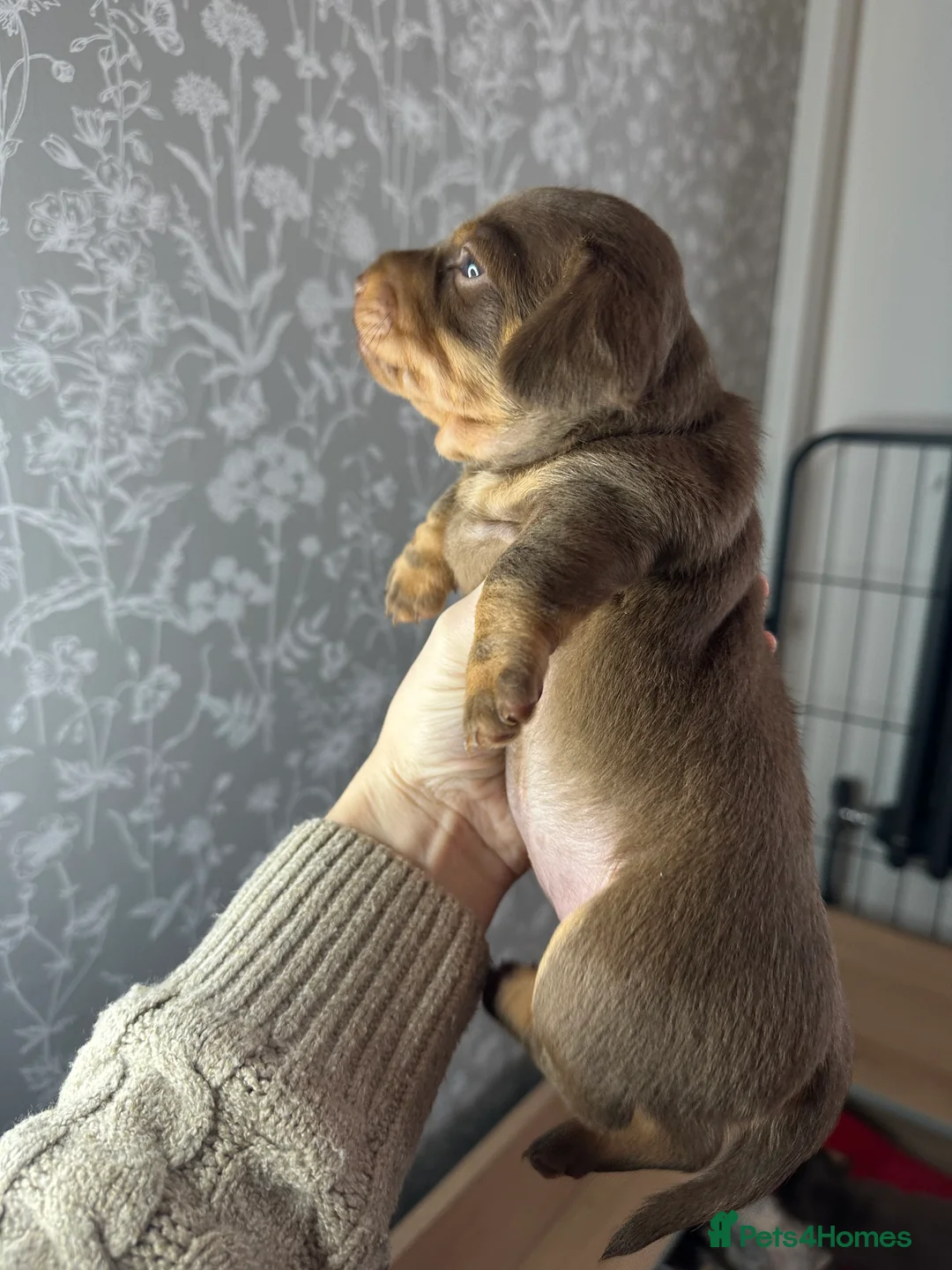 Miniature Dachshund dogs for sale: 3 beautiful miniature dachshund girls.  - Advert 16