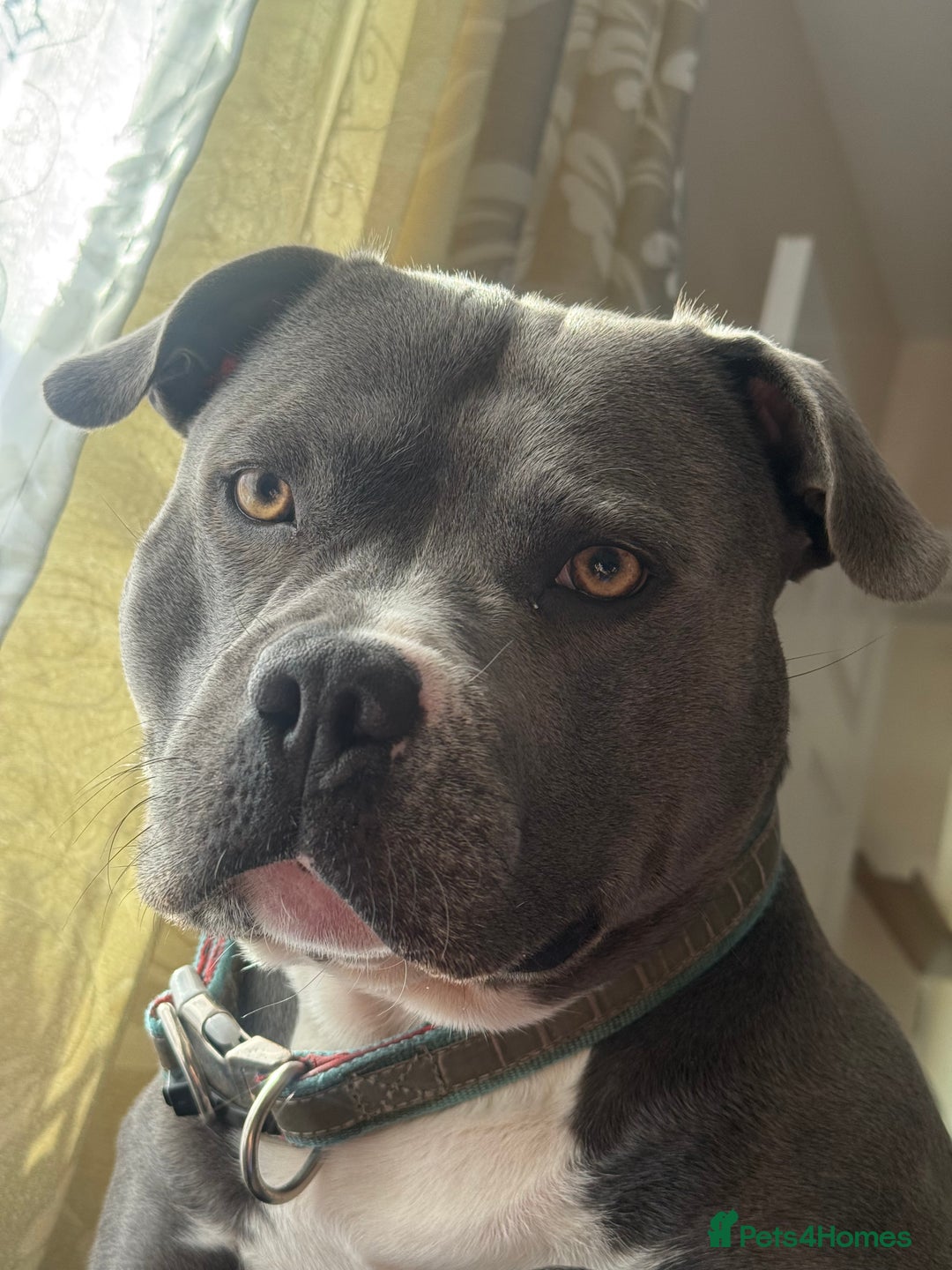 Staffordshire Bull Terrier dogs for stud: Staffordshire Bull Terrier in Ipswich - Advert 1