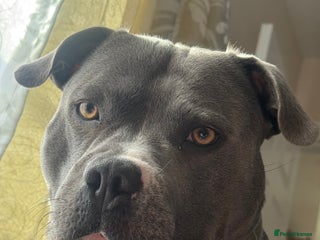 Staffordshire Bull Terrier dogs in Ipswich - Advert 31