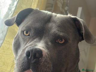 Staffordshire Bull Terrier dogs Staffordshire Bull Terrier in Ipswich - Advert 15