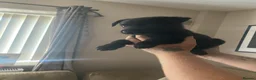 Mixed Breed dogs for sale: Looking for there forever home  in Tipton - Advert 3