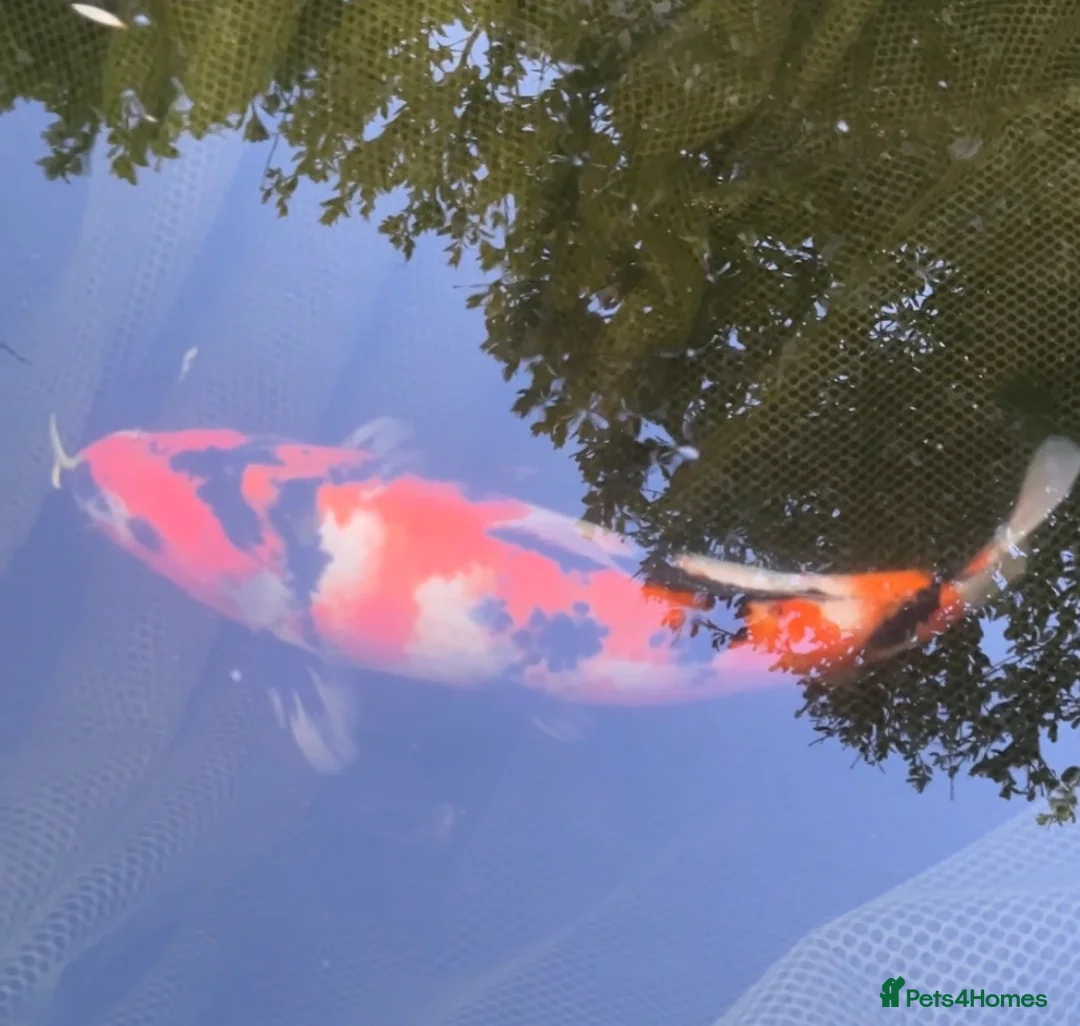 Koi Carp fish for sale: 2 x 40cm Koi Carp - Advert 1