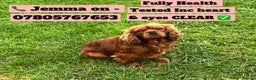 Cavalier King Charles Spaniel dogs for stud: KC REG HEALTH TESTED DARKRUBY CAVALIER PROVEN STUD - Advert 1