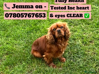 Cavalier King Charles Spaniel dogs *KC REG HEALTH TESTED DARK RUBY CAVALIER FOR STUD* - Advert 5
