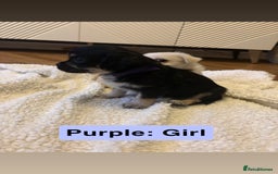 Mixed Breed dogs for sale: Beautiful Pug × Bichon Frise Puppies – Ready 08/12 - Advert 12