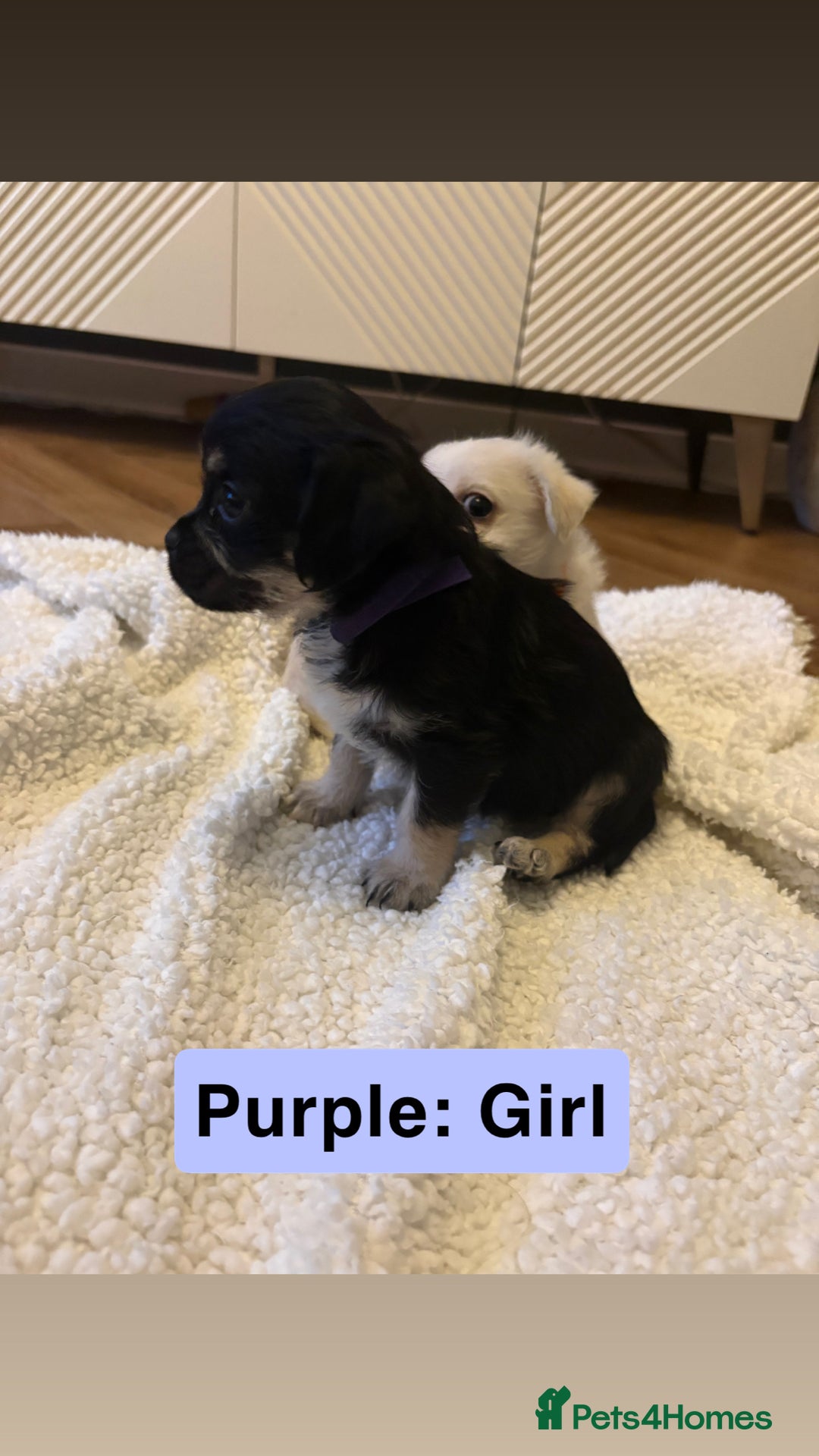 Mixed Breed dogs for sale: Beautiful Pug × Bichon Frise Puppies – Ready 08/12 - Advert 12