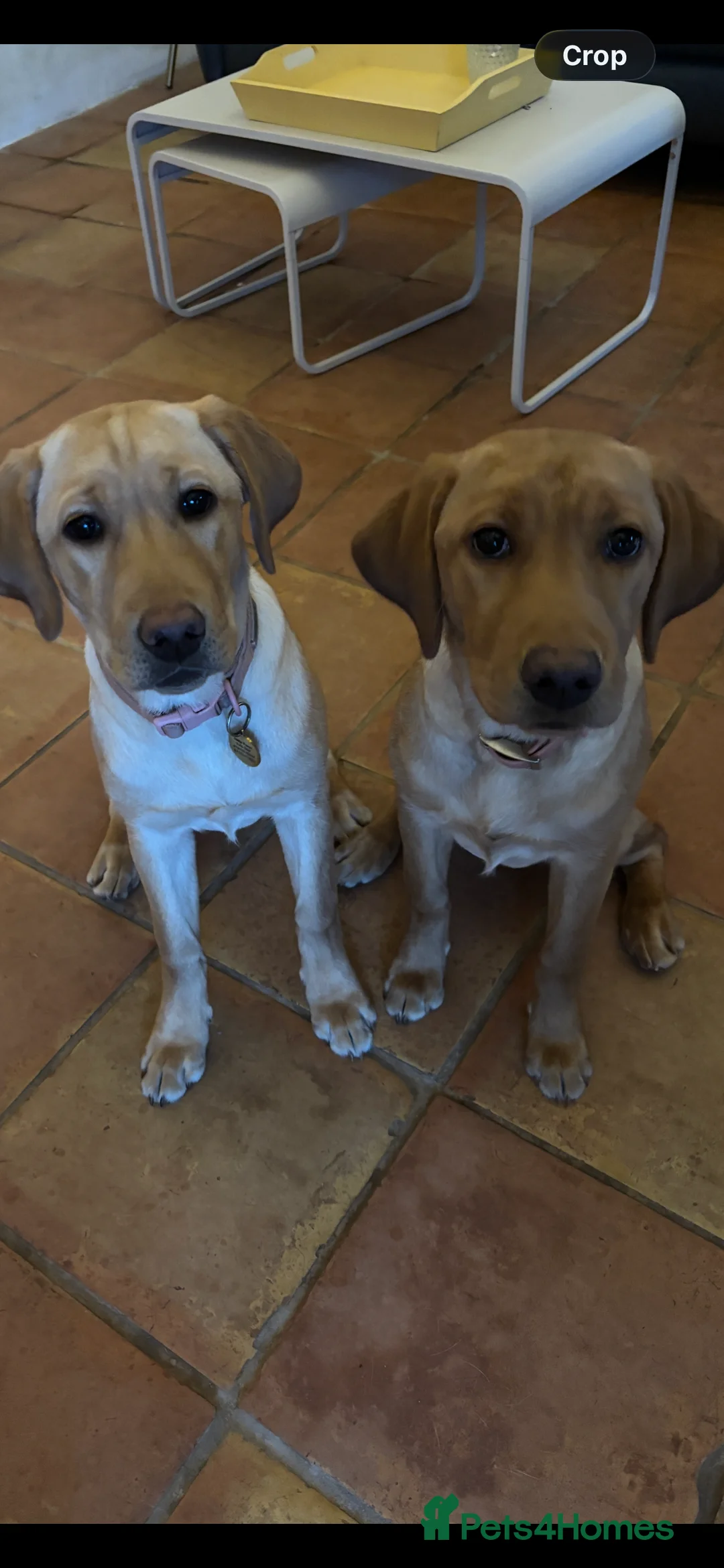 Labrador Retriever dogs for sale: 2 Golden/fox red labradors  - Advert 3