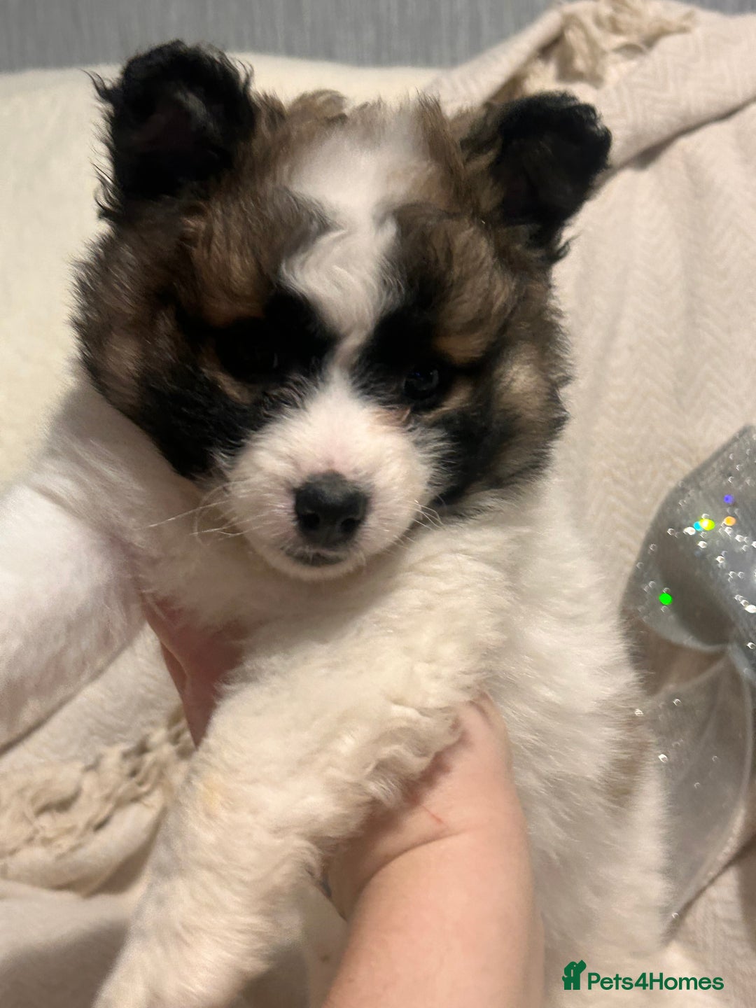 Mixed Breed dogs for sale: German spitz cross - Advert 28