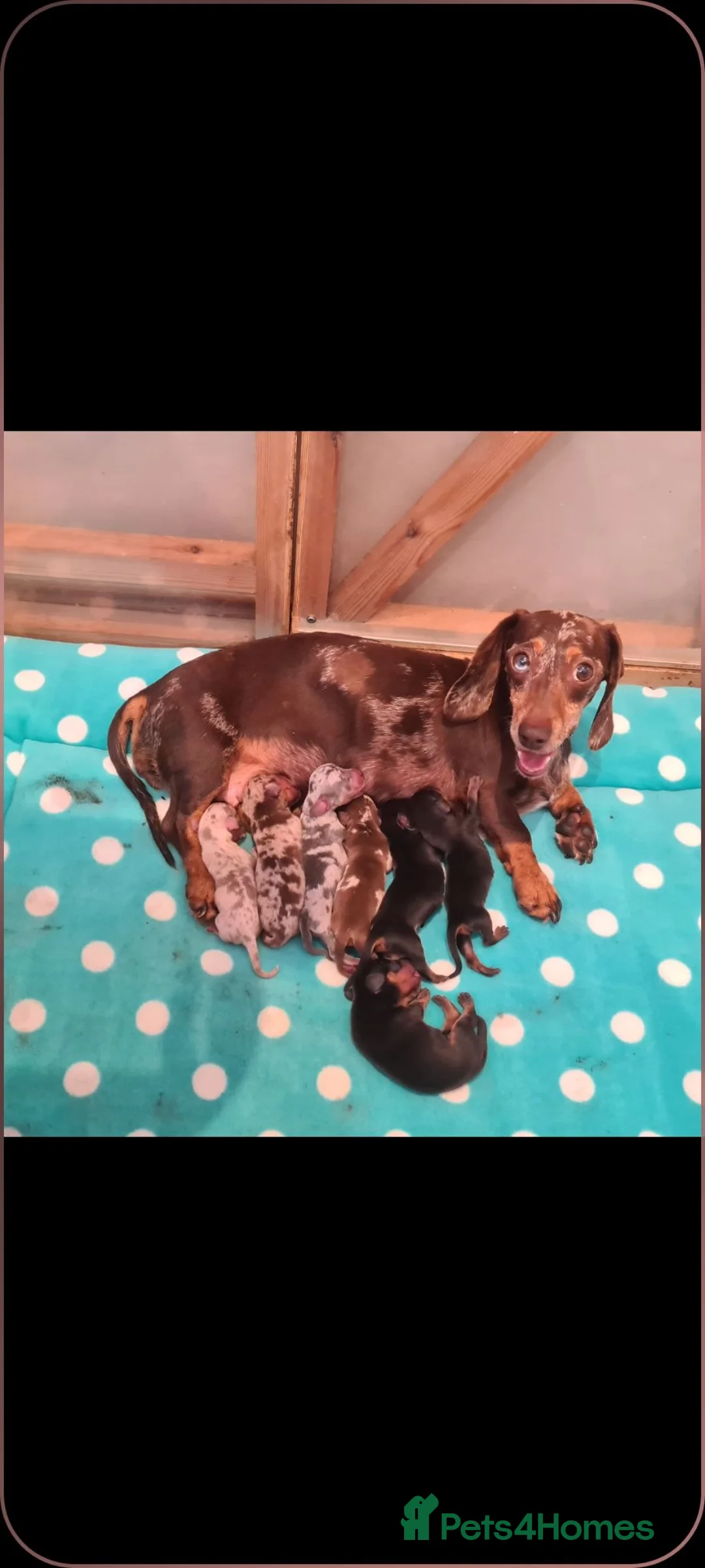 Miniature Dachshund dogs for sale: KC Reg smooth haired daxies - Advert 2