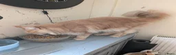 Maine Coon cats for sale: Male Maine coone  in Woodhall Spa - Advert 7