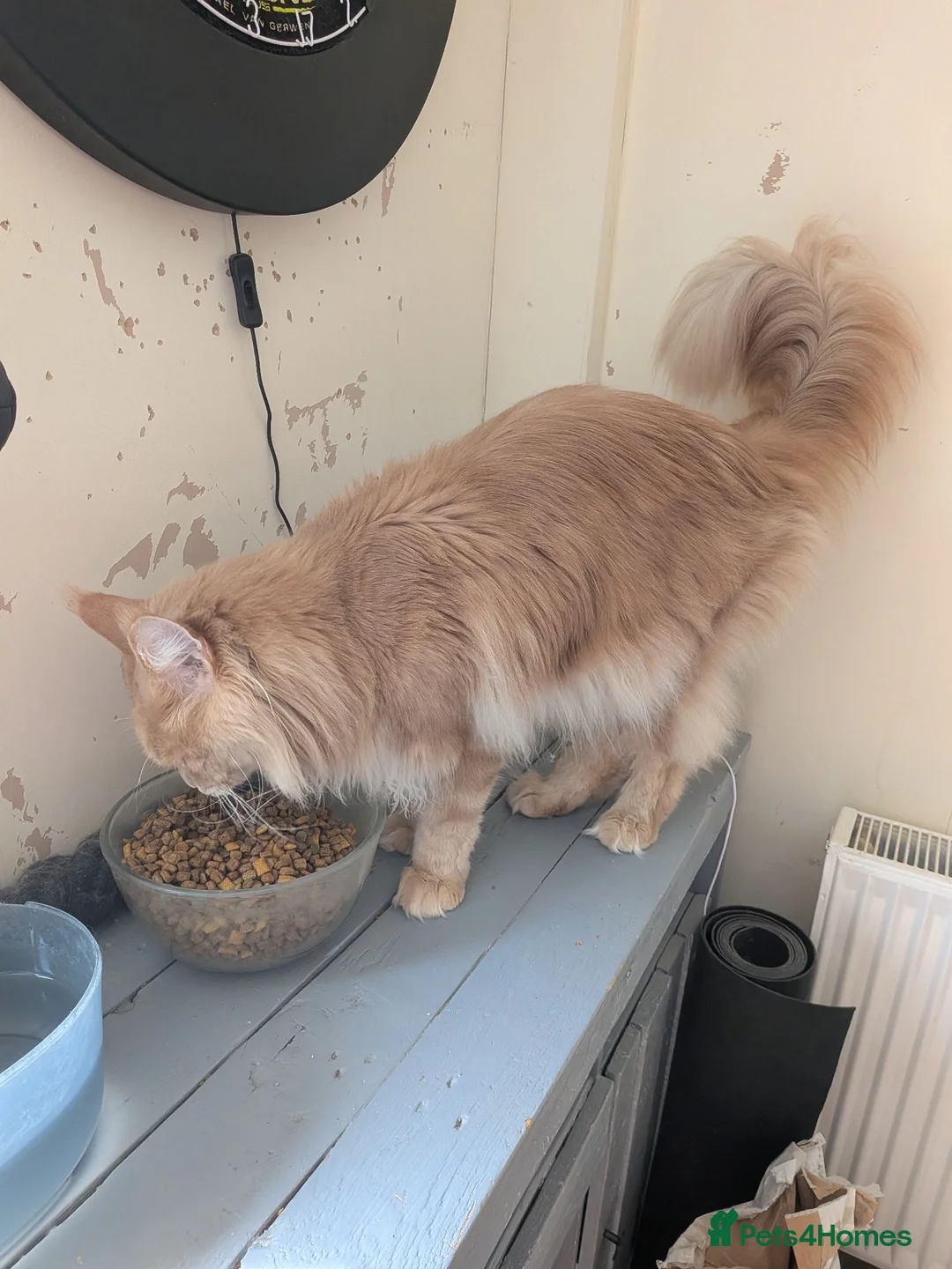 Maine Coon cats for sale: Male Maine coone  in Woodhall Spa - Advert 7