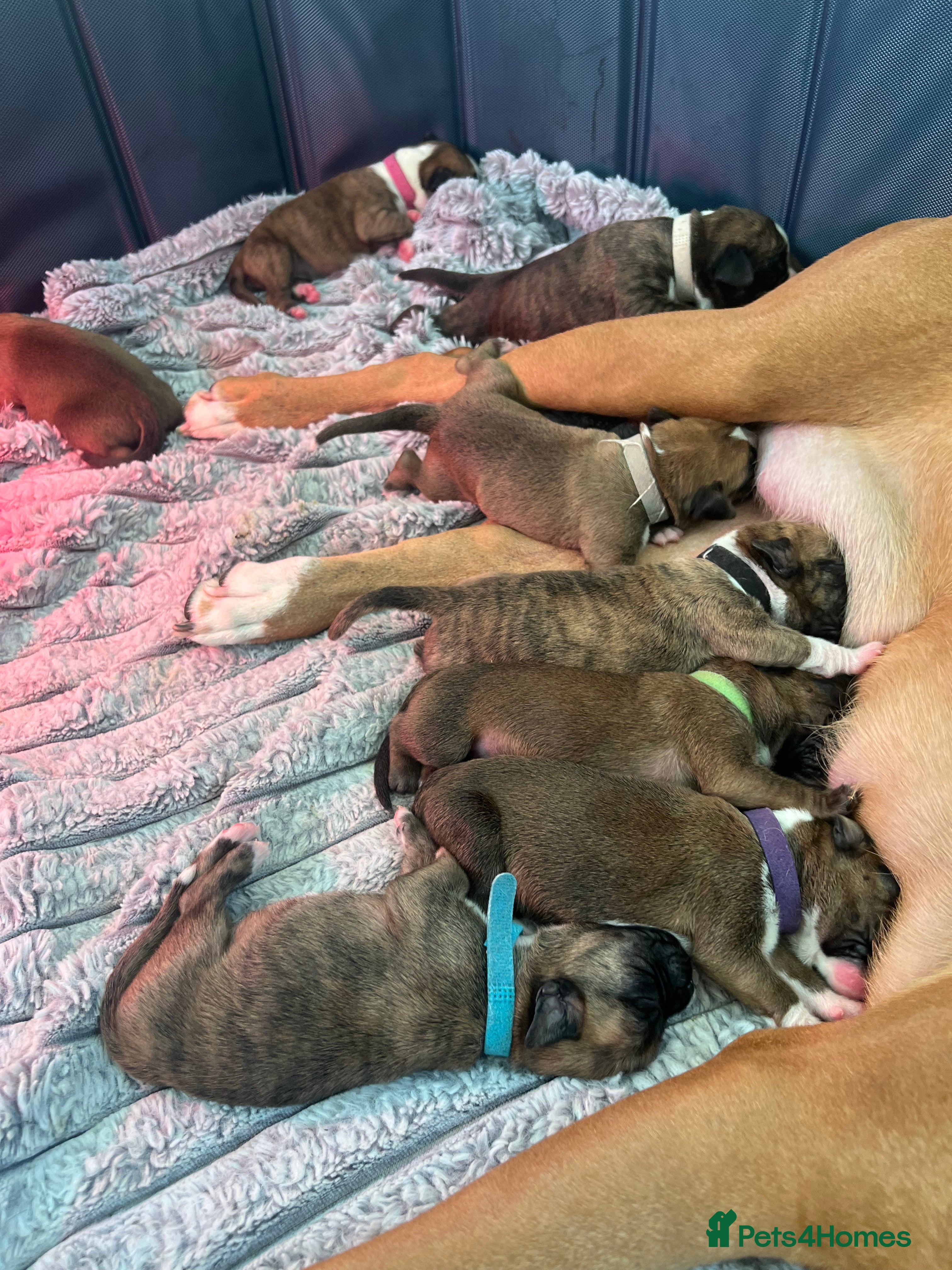 Boxer dogs Amazing boxer puppies  - Advert 10