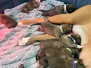 Boxer dogs Amazing boxer puppies - Advert 10