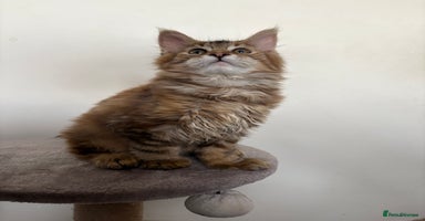 Maine Coon cats - Advert 4