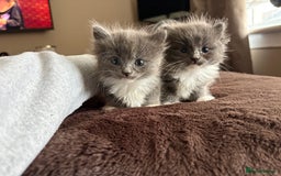 Mixed Breed cats for sale: Beautiful mixed breed kittens  - Image 1