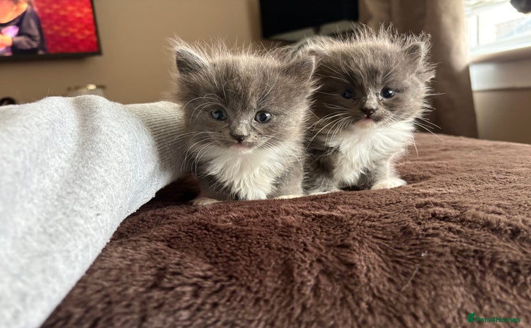 Mixed Breed cats - Advert 1