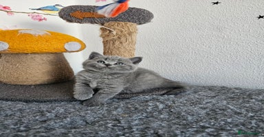 British Shorthair cats - Advert 8