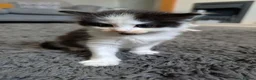 Mixed Breed cats for sale: Kittens looking for a forever home - Advert 4
