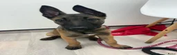 Belgian Shepherd Dog dogs for sale: 1 year old female Belgian malinos  - Advert 15